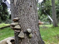 dřevokazné houby
