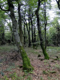 Dvorský les