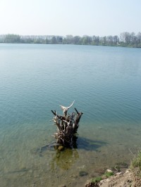 Skašovský rybník - torzo stromu