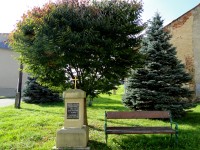 Zelkova ostrolistá - "železný strom" zasazen 2005