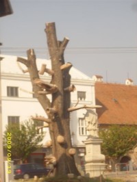 Strom nebo socha