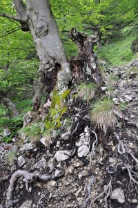 jdeme po modré -TISŇAVY