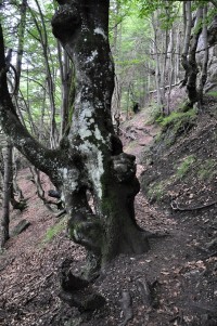 jdeme po modré -TISŇAVY