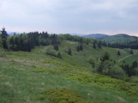 hřebínek