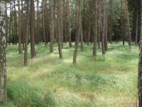 Lesy v okolí Louštína