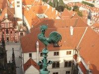 Kohout, který nekokrhá