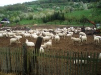 Ovce v Černčicích