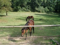 Koně v Opárenském údolí