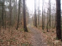 Novoroční procházka kladenskými lesy