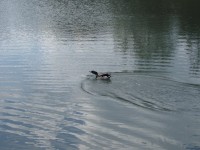 Ptactvo na rybníku u Panelky