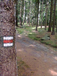 cesta lesem od Rybniště
