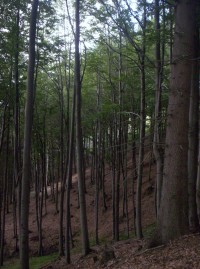 lesy na Hřebči