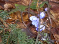 Průchodnice-jaro přichází