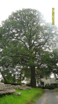památný strov ve vísce Spálov
