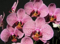 orchideje v bot.zahr.Liberec