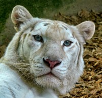 Toulky Českou ZOO