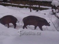 Zoo Děčín-zima-výběh s divočáky