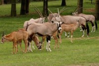 zoo Sv.Kopeček