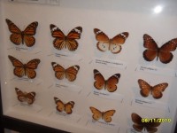 motýlí expozice v České Lípě