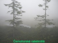 Černohorská rašeliniště