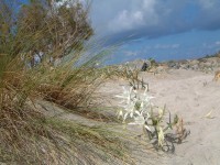 Pancratium maritimum (mořský narcis) na Elafonissi