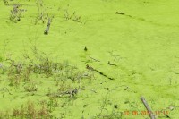 Černý rybník (spíše Zelený....)
