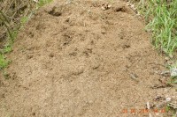 mraveniště středních mravenců lesních - po levé do kopce asfaltkou