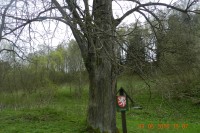 rozc.památný strom lípa