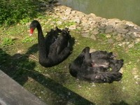 černé labutě 