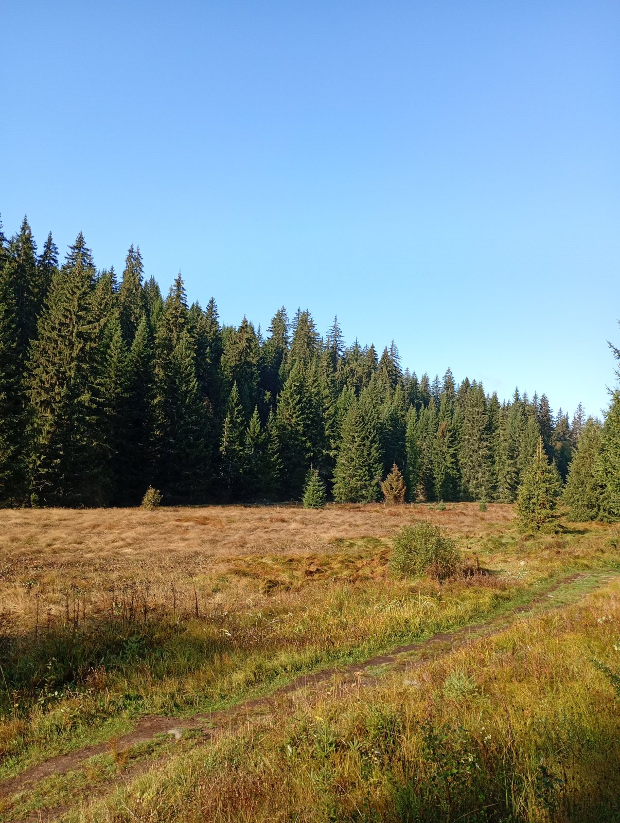 Modrava - tmavý potok - Bavorská cesta - Prášily - jezero Laka / na kole