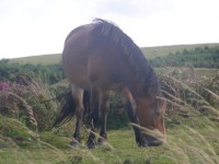Divoký exmoorský ponny