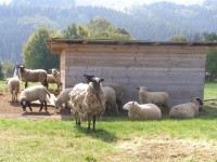 ovčí farma