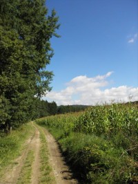 cesta vede i kolem kukuřičných polí