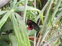 Výstava exotických motýlů