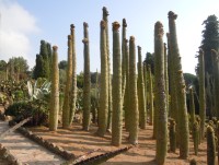 botanická zahrada Pinya de Rosa