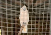 Jemniště - papoušek molucký