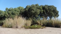 vegetace pobřežní duny