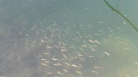 rybky v čisté vodě
