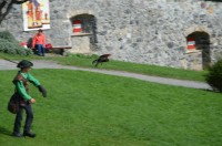 Hohenwerfen, představení sokolníků