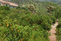 pomerančové sady kolem