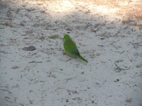místní papoušek