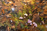 orchideje v epifitní skříni
