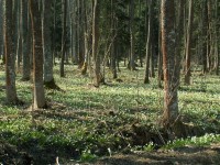 Bledule v ranských lesích