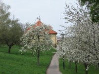Květy na Petříně