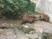 Medvědi v hradním příkopu