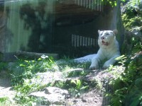 Svět bílých tygrů indických – zoo Liberec