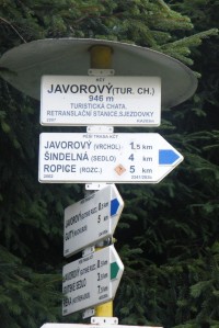 Javorový