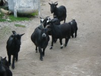 na nádvoří je stádo koz