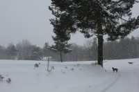 Sněhem zasypaná krajina