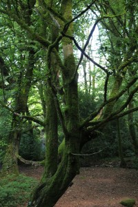 Kmeny stromů jsou porostlé mechem